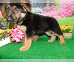 Small #3 German Shepherd Dog