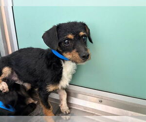 Mutt Dogs for adoption in Moreno Valley, CA, USA