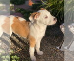 Small #1 American Pit Bull Terrier Mix