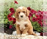 Small Goldendoodle (Miniature)