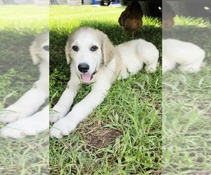 Great Pyrenees Puppy for sale in UMATILLA, FL, USA