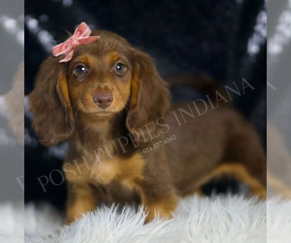 Medium Photo #4 Dachshund Puppy For Sale in WARSAW, IN, USA