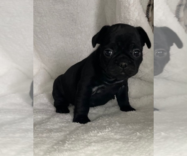 Medium Photo #1 French Bulldog Puppy For Sale in DECATUR, IL, USA
