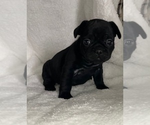 French Bulldog Puppy for sale in DECATUR, IL, USA