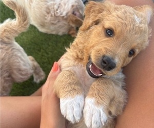 Medium Goldendoodle