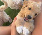 Puppy Maple Goldendoodle