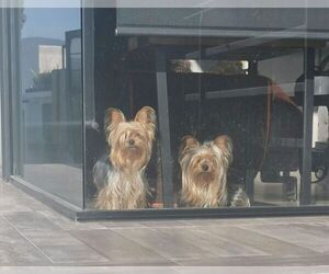 Father of the Yorkshire Terrier puppies born on 11/01/2021