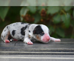 Small Photo #3 Miniature American Shepherd Puppy For Sale in BENTON CITY, WA, USA