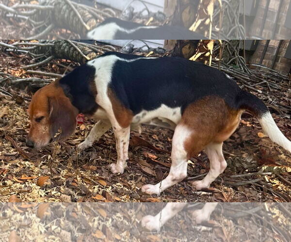 Medium Photo #3 Beagle Puppy For Sale in Dunnellon, FL, USA