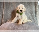 Small Photo #17 Poodle (Standard) Puppy For Sale in LAKELAND, FL, USA