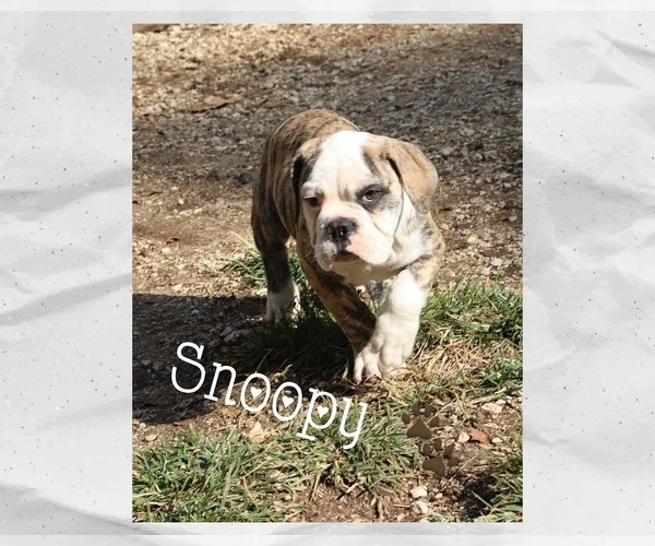Medium Photo #1 Olde English Bulldogge Puppy For Sale in PINE VILLAGE, IN, USA