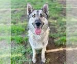 Small #2 Siberian Husky