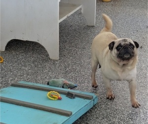 Mother of the Pug puppies born on 01/14/2025