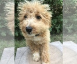 Small Photo #2 Goldendoodle Puppy For Sale in GOSHEN, IN, USA