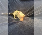 Small #1 Dalmatian