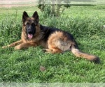 Small #8 German Shepherd Dog