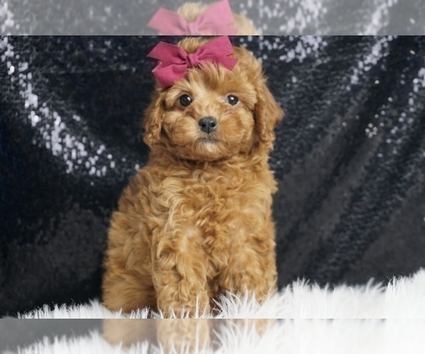 Medium Photo #1 Poodle (Toy) Puppy For Sale in WARSAW, IN, USA