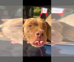 Small Photo #1 American Bully Puppy For Sale in DECATUR, GA, USA