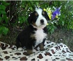 Puppy Tamara Bernese Mountain Dog