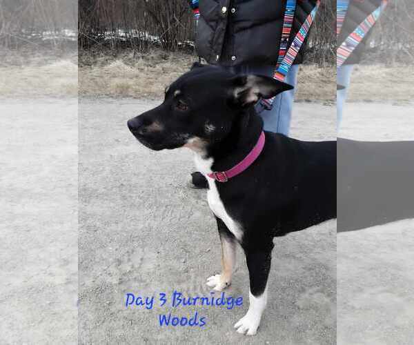 Medium Photo #3 Labrador Retriever-Unknown Mix Puppy For Sale in GILBERTS, IL, USA