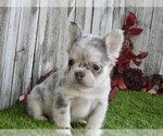 Small #4 French Bulldog