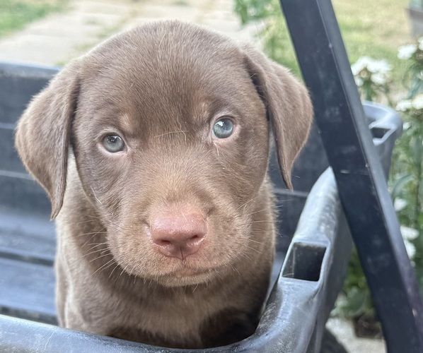 Medium Photo #1 Labrador Retriever Puppy For Sale in SPOTSYLVANIA, VA, USA