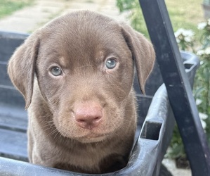 Labrador Retriever Puppy for sale in SPOTSYLVANIA, VA, USA