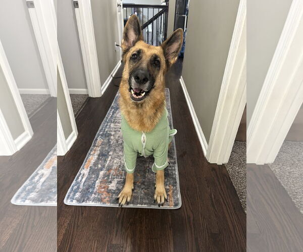 Medium Photo #2 German Shepherd Dog Puppy For Sale in Kansas City, MO, USA