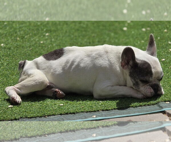 Medium Photo #4 French Bulldog Puppy For Sale in Sandy, UT, USA