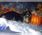 Small Photo #2 Dachshund Puppy For Sale in FEDERAL HEIGHTS, CO, USA