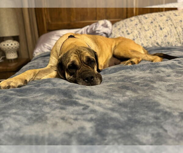 Medium Photo #6 Mastiff Puppy For Sale in Edmond, OK, USA