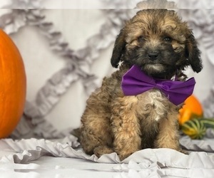 Cavapoo Puppy for sale in LANCASTER, PA, USA