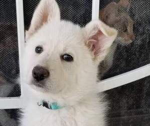 German Shepherd Dog Puppy for sale in HUACHUCA CITY, AZ, USA