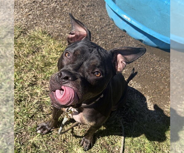 Medium Photo #1 Mutt Puppy For Sale in Center Township, PA, USA