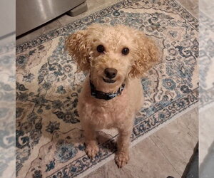 Poodle (Miniature) Dogs for adoption in Fort Wayne, IN, USA