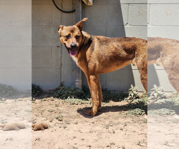 Medium Photo #4 German Shepherd Dog-Unknown Mix Puppy For Sale in Amarillo, TX, USA