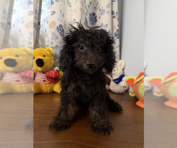 Medium Photo #8 Yorkipoo Puppy For Sale in DURHAM, CT, USA