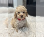 Puppy Red Goldendoodle-Poodle (Miniature) Mix