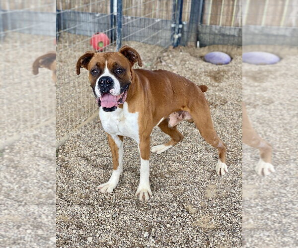 Medium Photo #2 Boxer Puppy For Sale in Austin, TX, USA