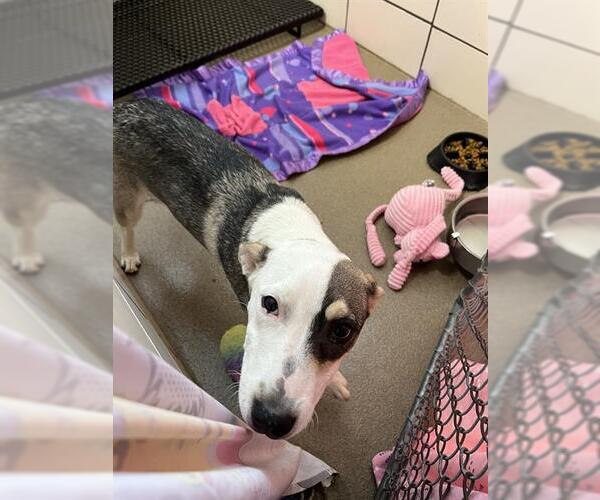 Medium Photo #1 Mutt Puppy For Sale in Fort Wayne, IN, USA