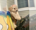 Small Photo #5 Maltipoo Puppy For Sale in KATY, TX, USA