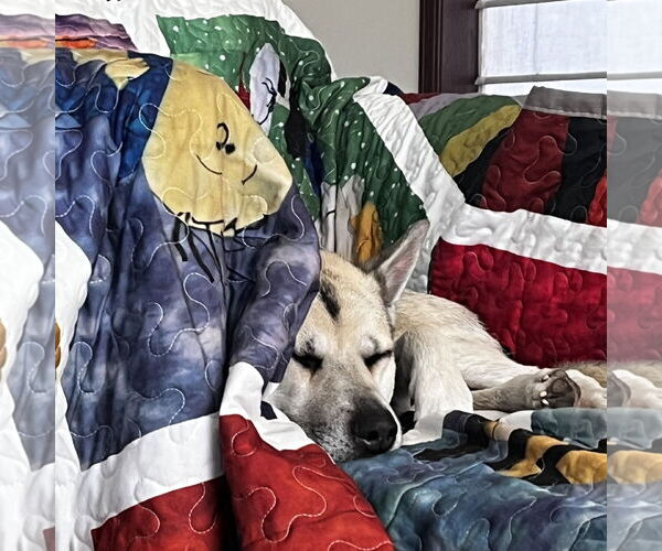 Medium Photo #9 Siberian Husky-Unknown Mix Puppy For Sale in Fargo, ND, USA