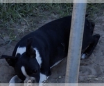Small #1 Boston Terrier