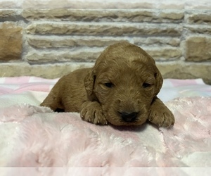 Labradoodle Puppy for Sale in LOMA, Colorado USA