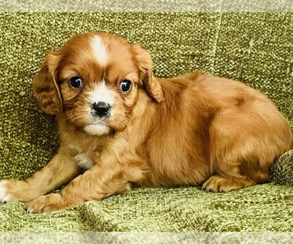 Medium Photo #3 Cavalier King Charles Spaniel Puppy For Sale in HARDY, AR, USA