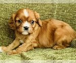 Small #2 Cavalier King Charles Spaniel