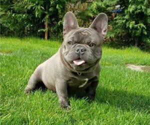 Father of the French Bulldog puppies born on 05/26/2023