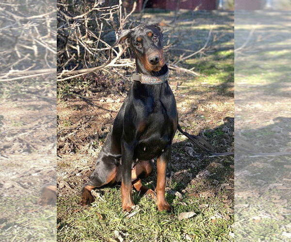 Medium Photo #2 Doberman Pinscher Puppy For Sale in Social Circle, GA, USA