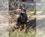Small #1 Doberman Pinscher