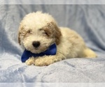 Small #1 Bichpoo
